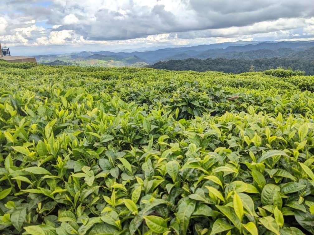 Nyungwe Village Kitabi Zewnętrze zdjęcie